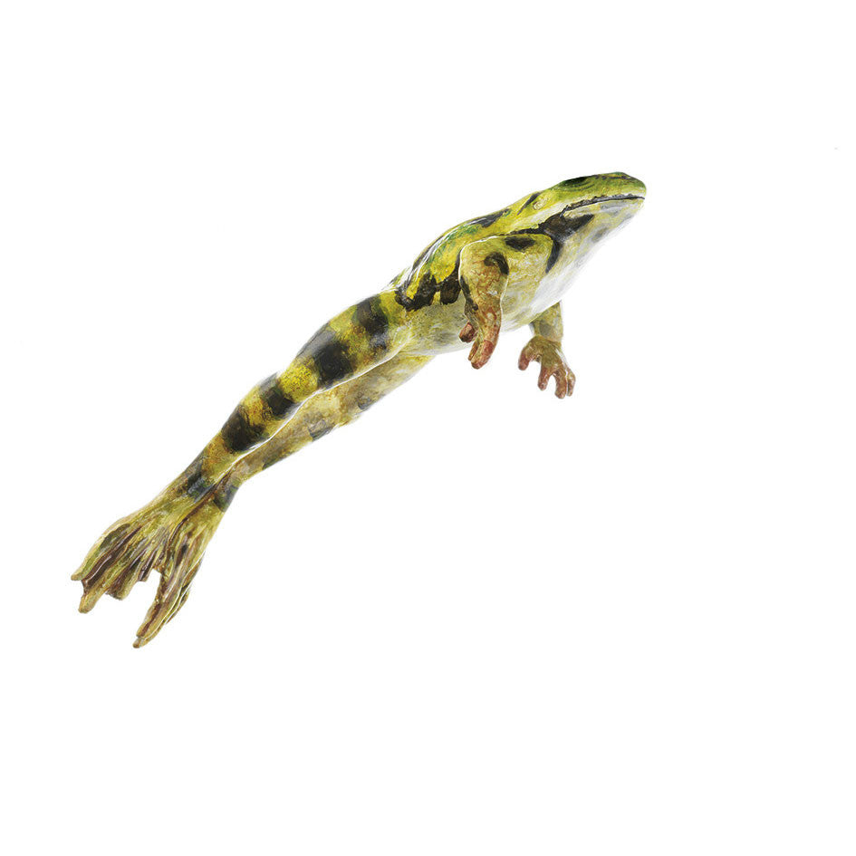 Jumping Edible Frog, Male Somso ZoS 1023/2