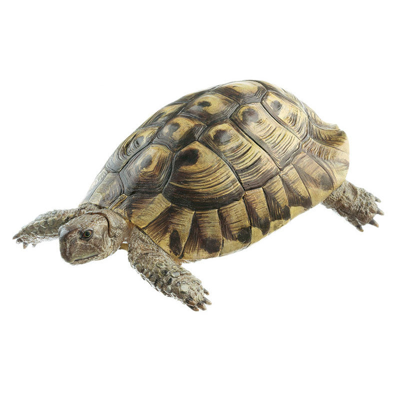 Hermann Tortoise, Male Somso ZoS 1025/1