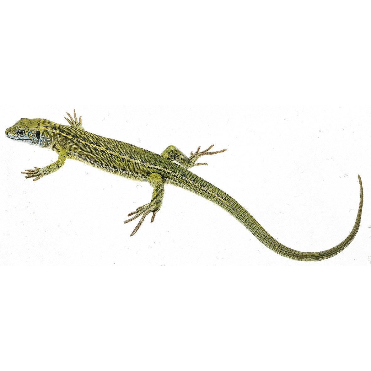 Green Lizard, Female (half grown) Somso ZoS 1028/1