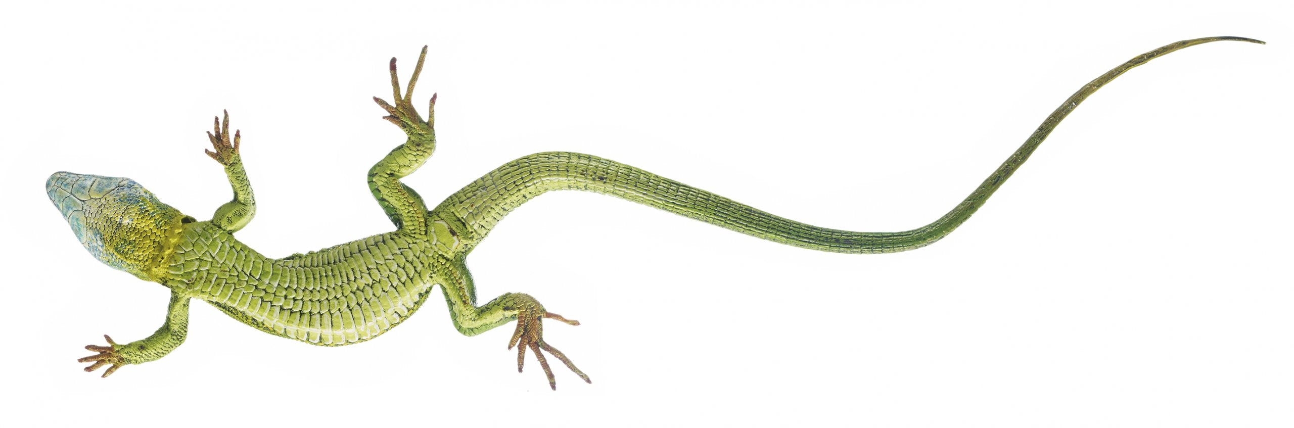 Green Lizard, Male