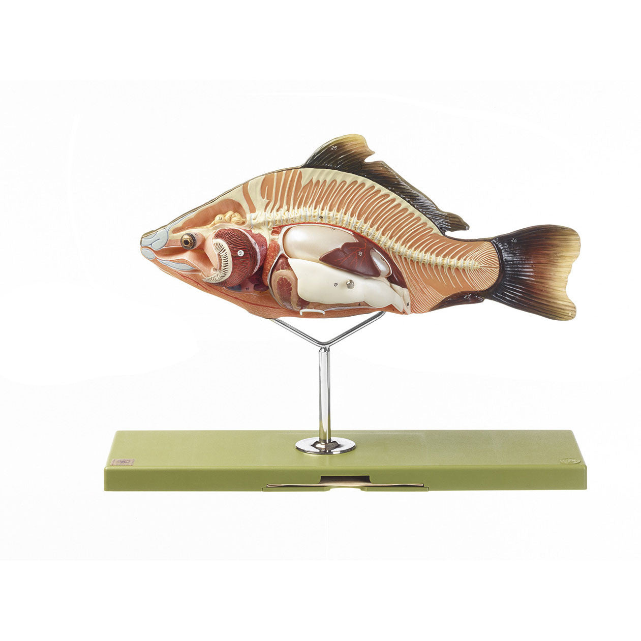 Model of the Anatomy of a Bony Fish Somso ZoS 105