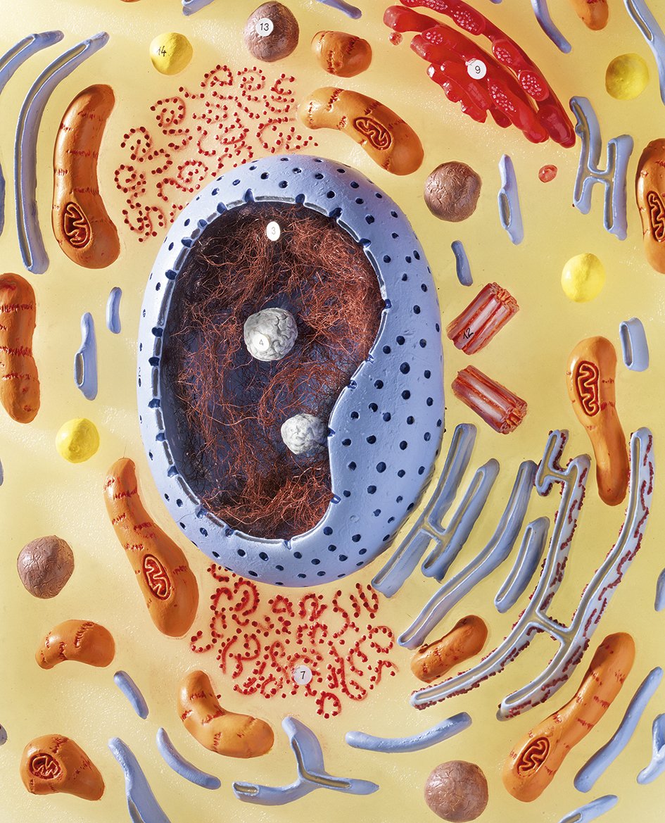 Animal Cell 1
