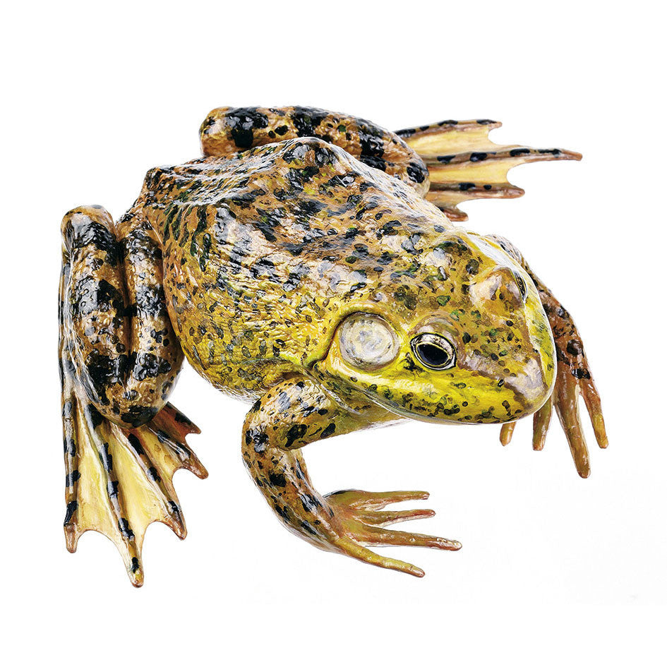 American Bullfrog, Male Somso ZoS 1222
