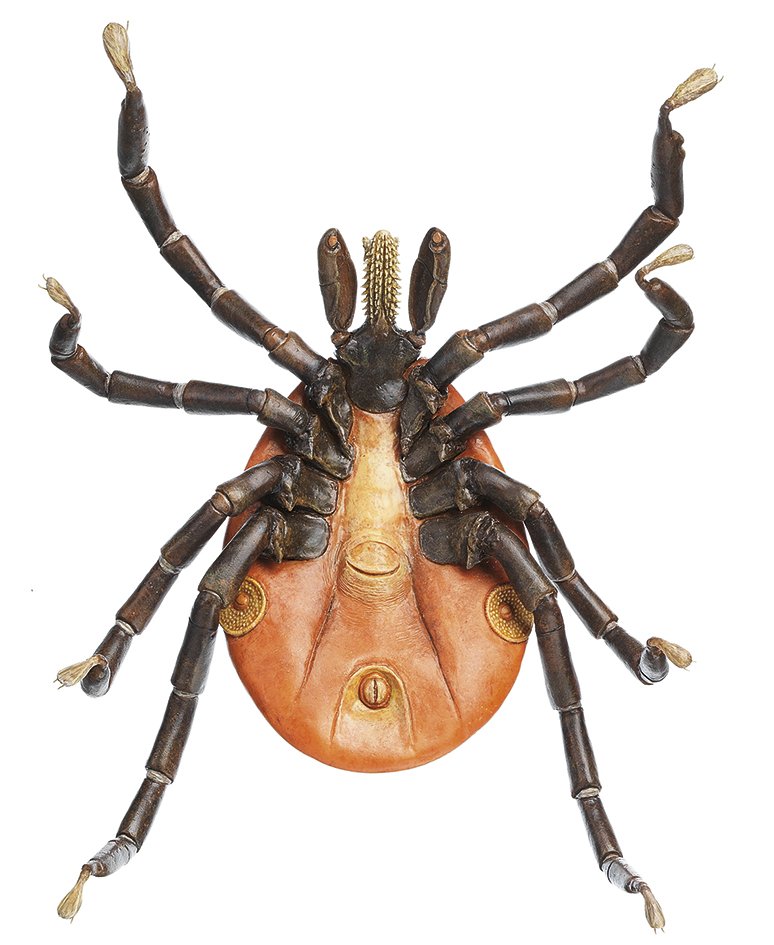 Tick