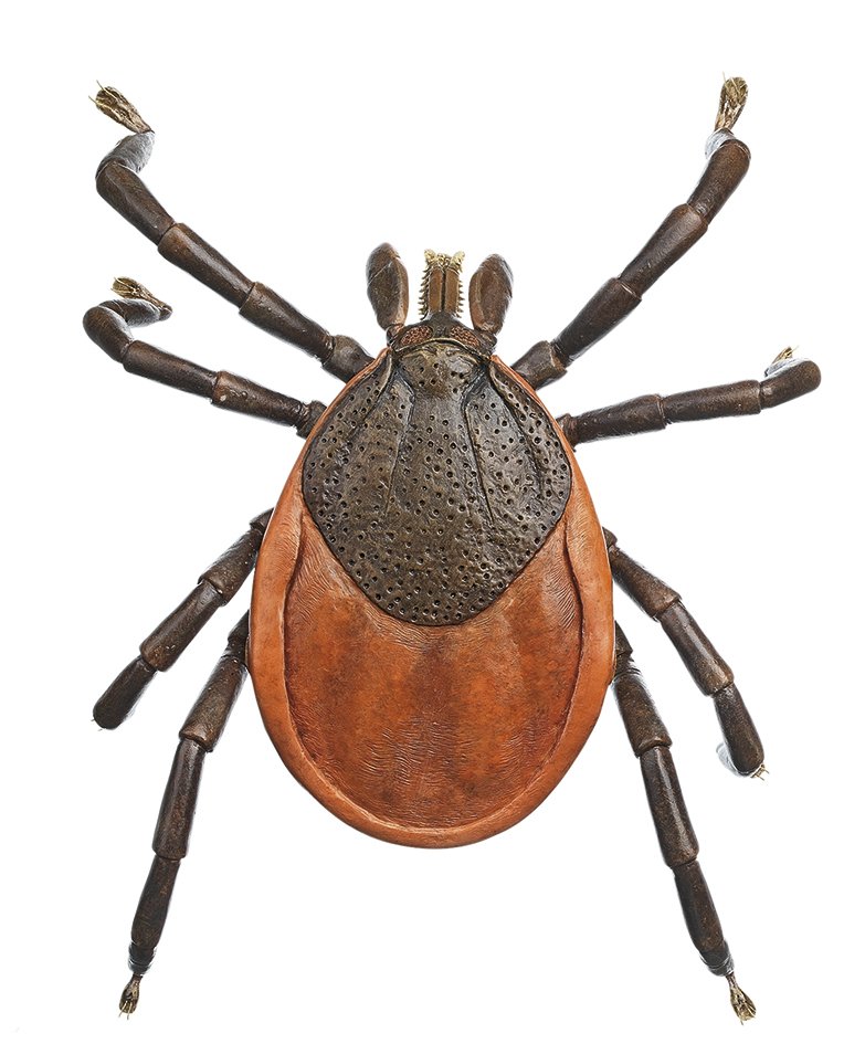 Tick
