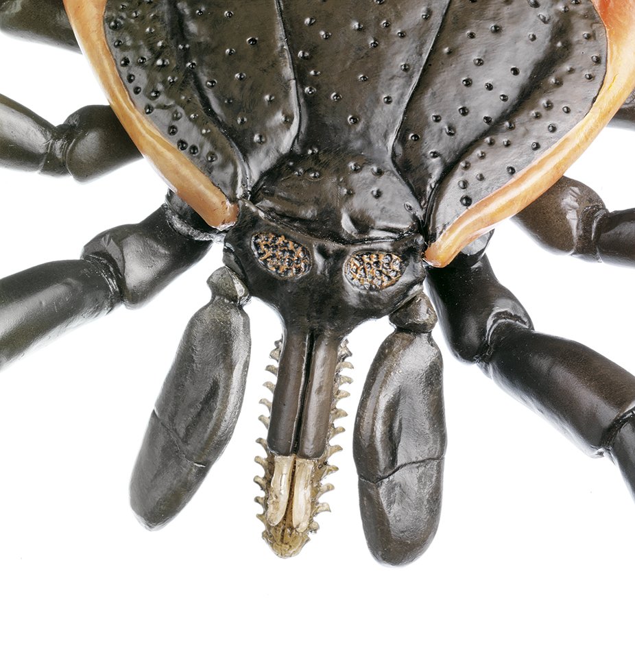 Tick