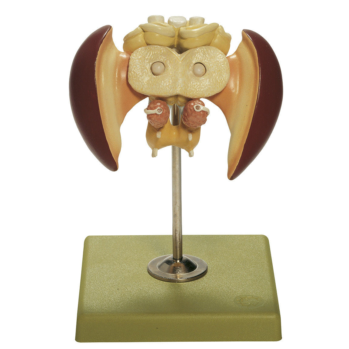 Model of the Brain of a Honey Bee Somso ZoS 47/4