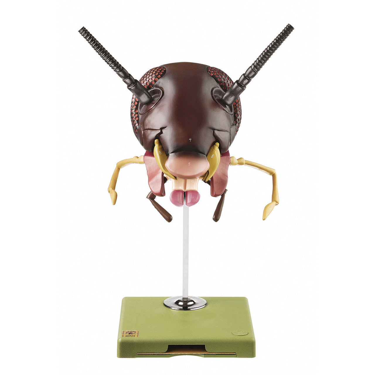 Model of the Head of a Cockroach Somso ZoS 48/6