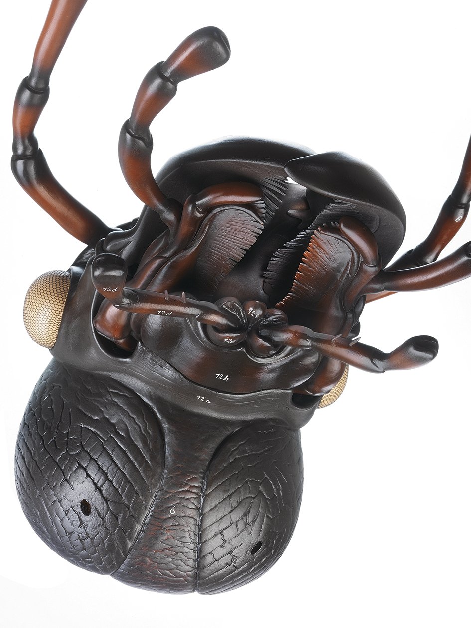 Head of Carabus