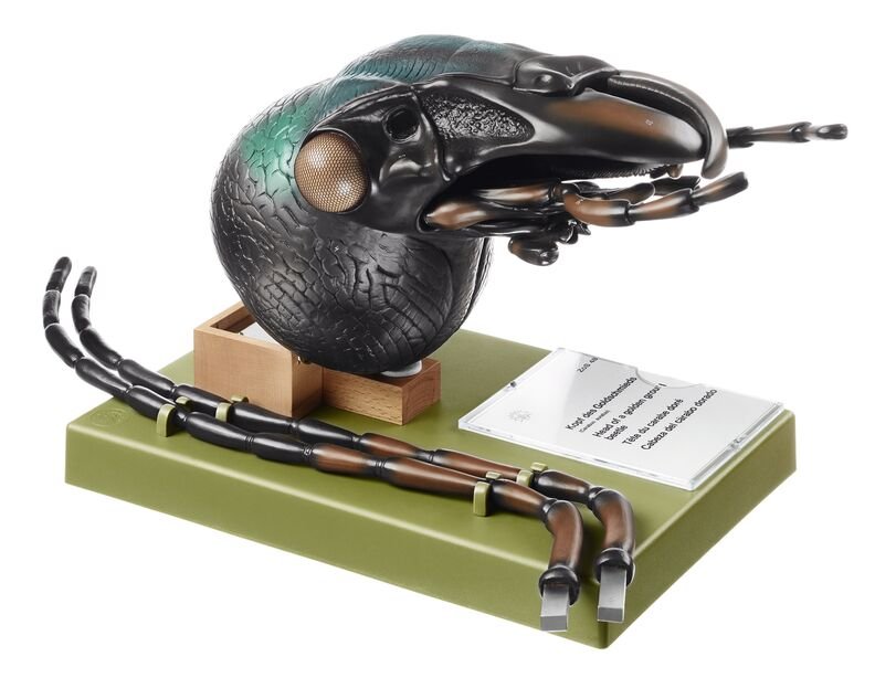 Head of Carabus