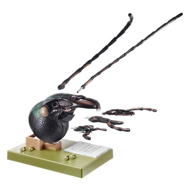 Head of Carabus