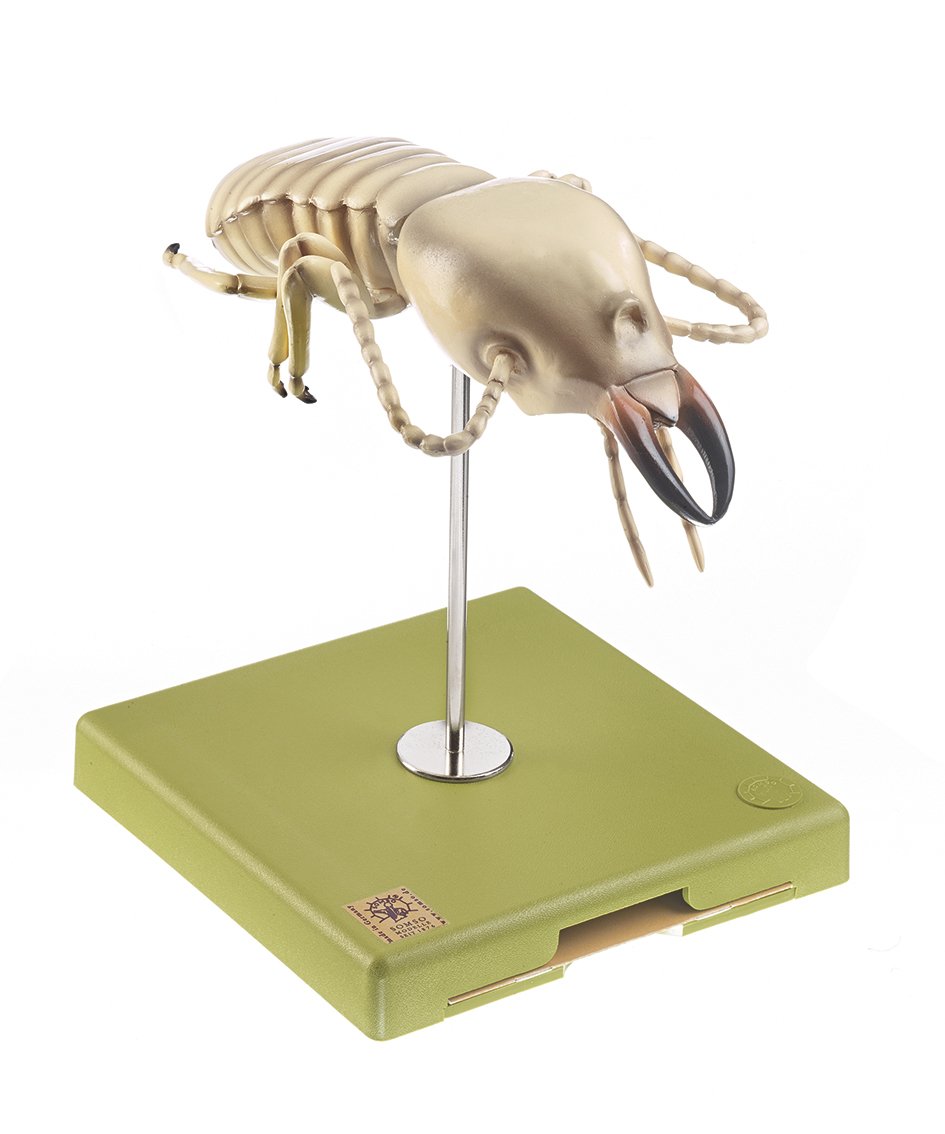 Termite