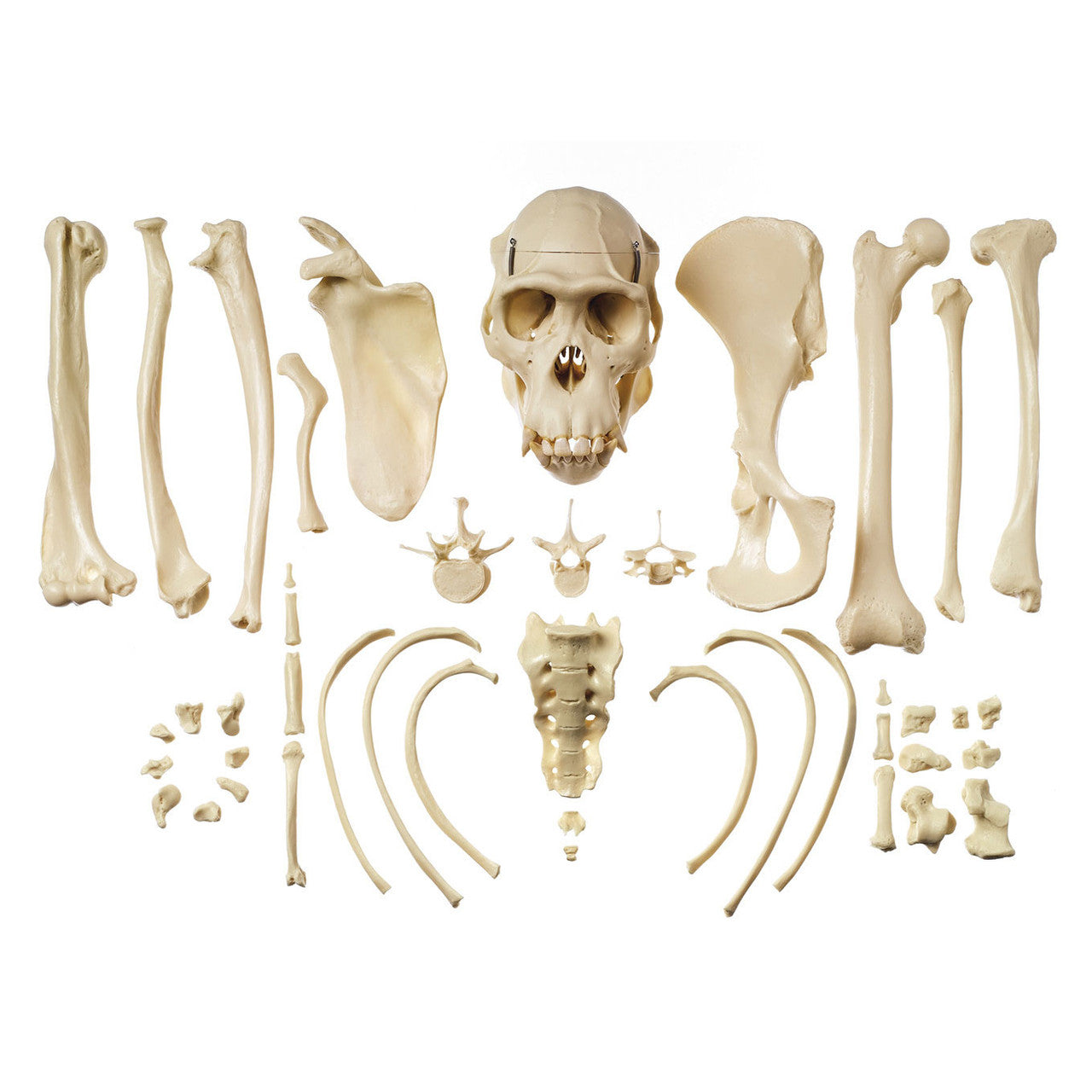 Collection of Typical Chimpanzee Bones Somso ZoS 53/142