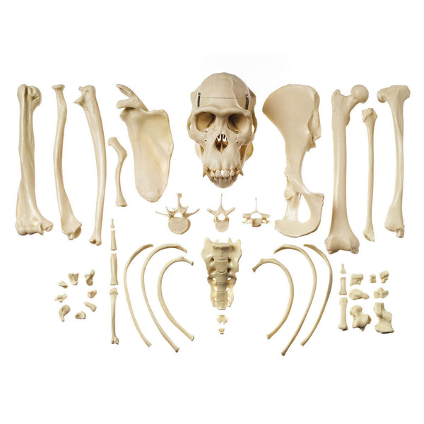 valiem MM SKULL(BONE) Sサイズ ZX-1202 Human Skull Model Dx. at ₹ 4800/piece | Human Skull