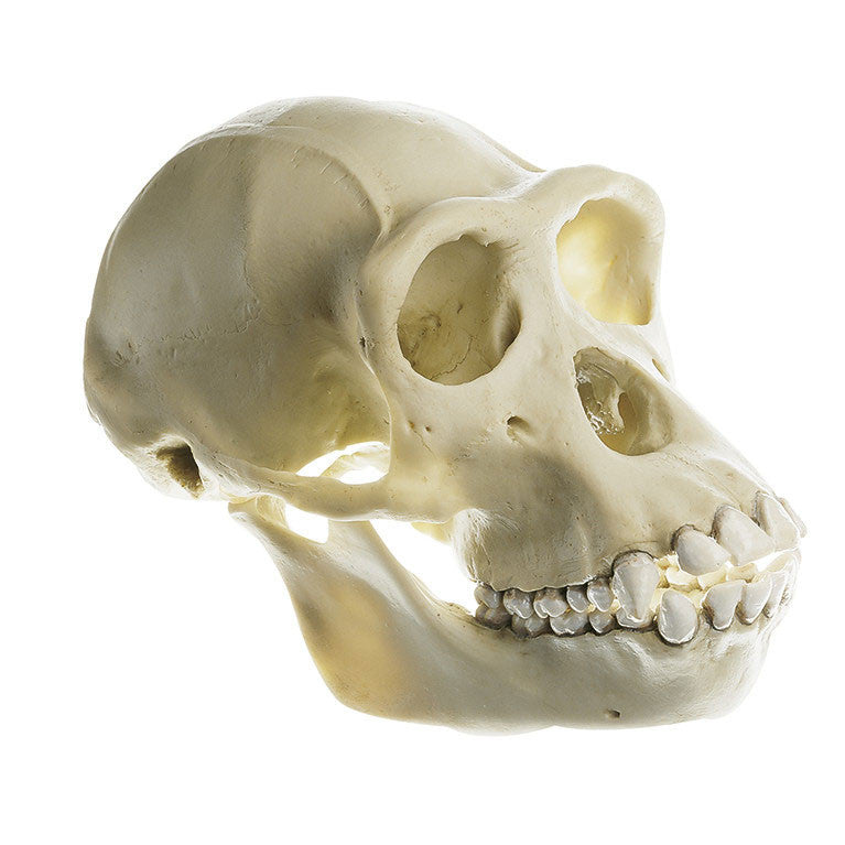 Chimpanzee Skull 1 Somso ZoS 53/2