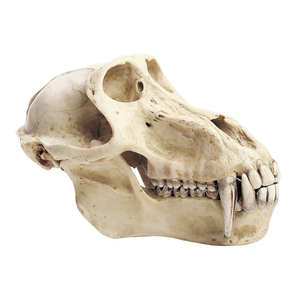 Baboon Skull Somso ZoS 53/3