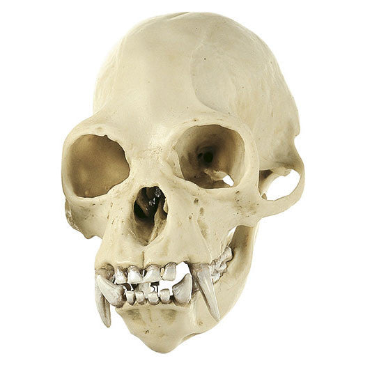 Gibbon Skull Somso ZoS 53/7