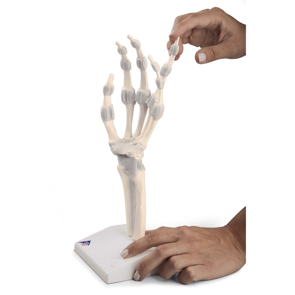 Functional Hand Skeleton Model with Elastic Ligaments