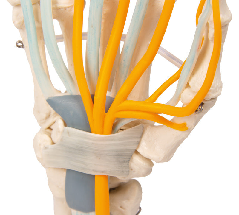 Hand with Tendons, Nerves and Carpal Tunnel | Erler-Zimmer 6011 | Candent
