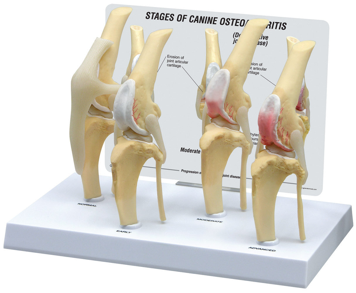Canine 4-Stage Knee