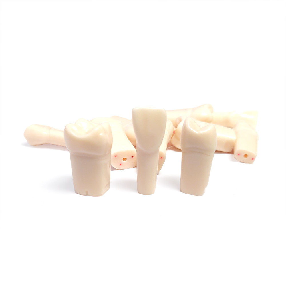 Nissin Permanent endo Teeth with Dental Pulp - A12A-200