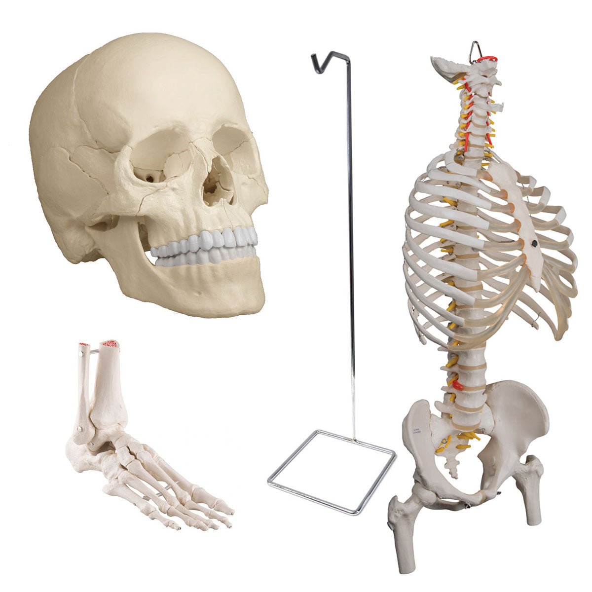 Osteopathic Bundle with Flexible Spine with Ribcage and Femur Heads