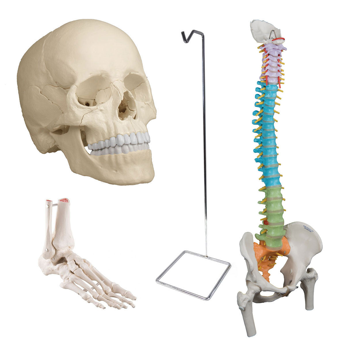 Osteopathic Bundle with Didactic Flexible Spine and Femur Heads