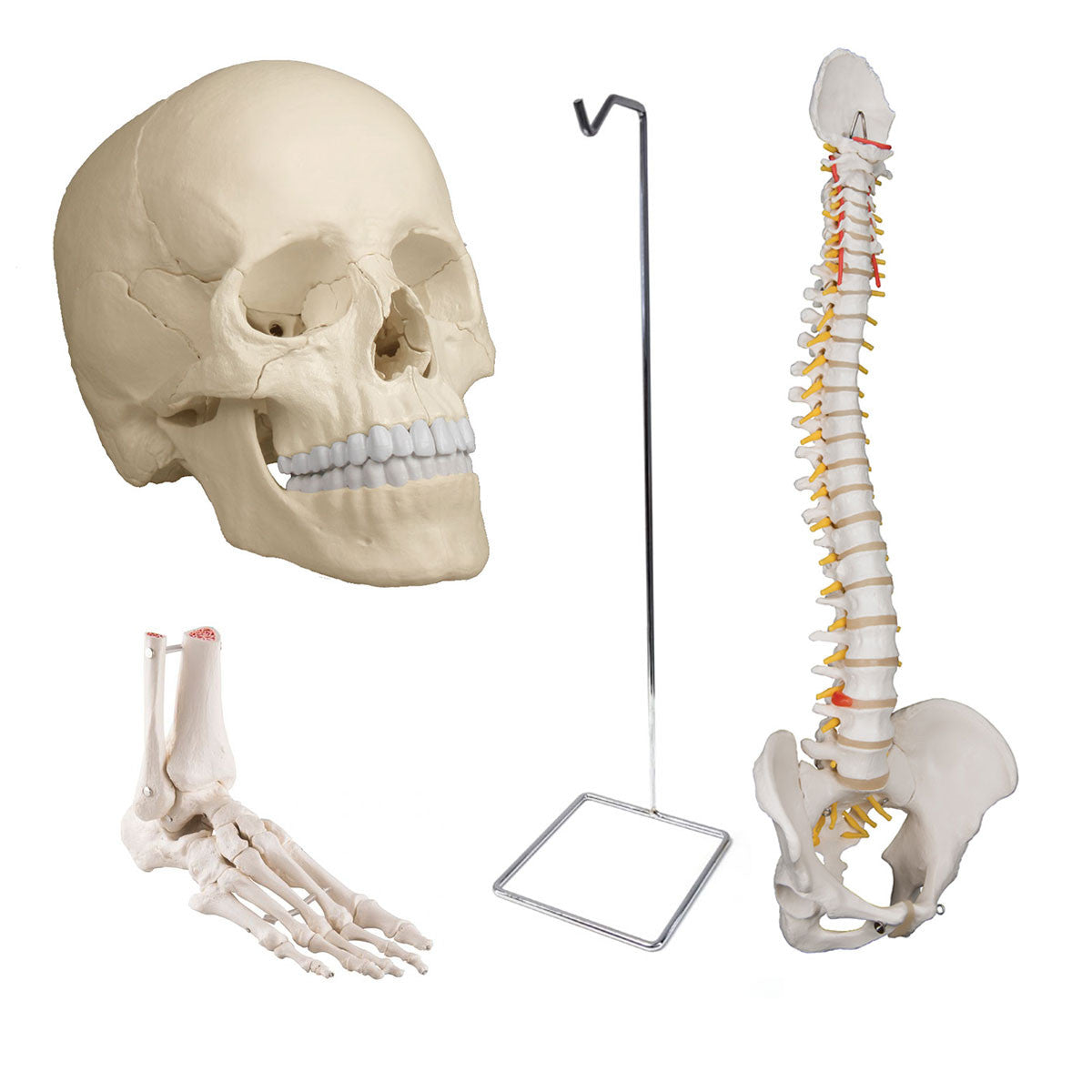 Osteopathic Bundle with Standard Flexible Spine