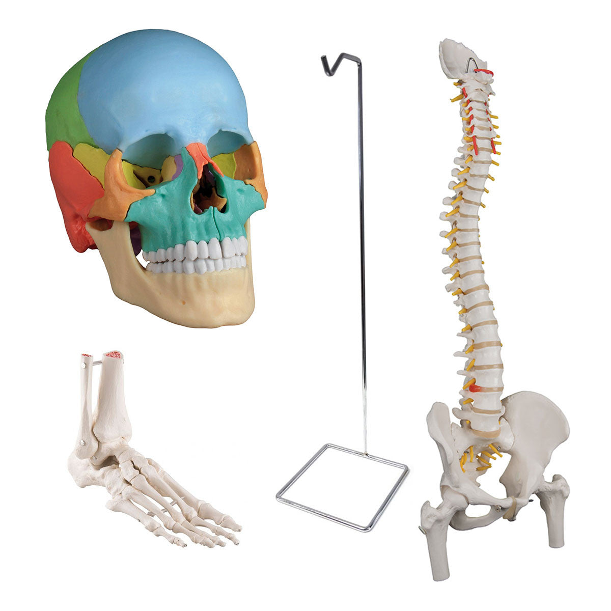 Osteopathic Bundle with Didactic Skull and Flexible Spine and Femur Heads