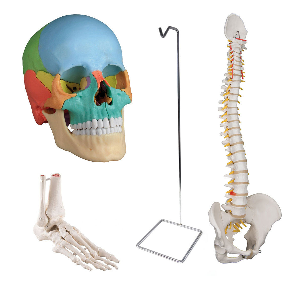 Osteopathic Bundle with Didactic Skull and Standard Flexible Spine