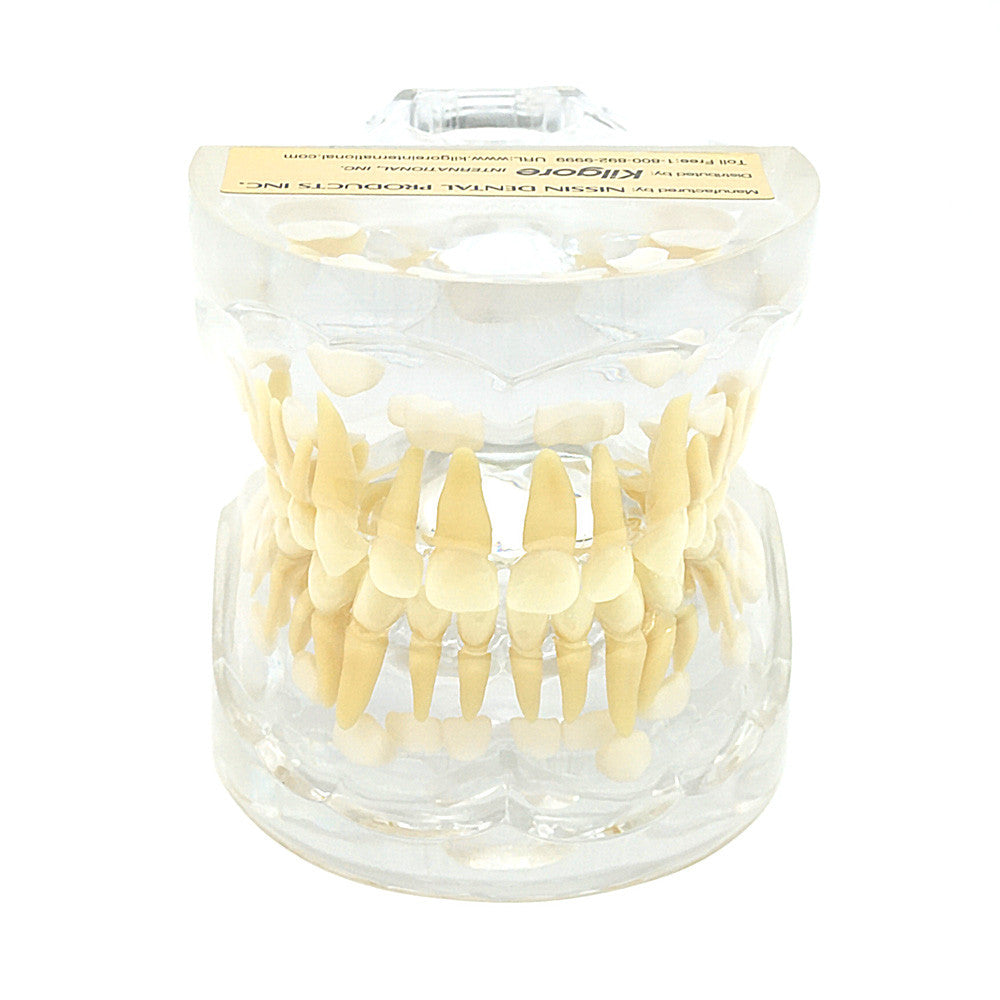 Primary Dentition Model