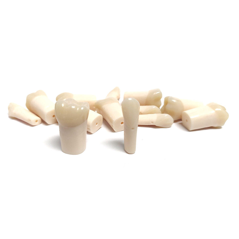 Composite Resin Teeth with Hollow Pulp