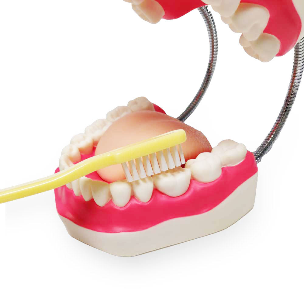 Enlarged Dental Care Model - brushing