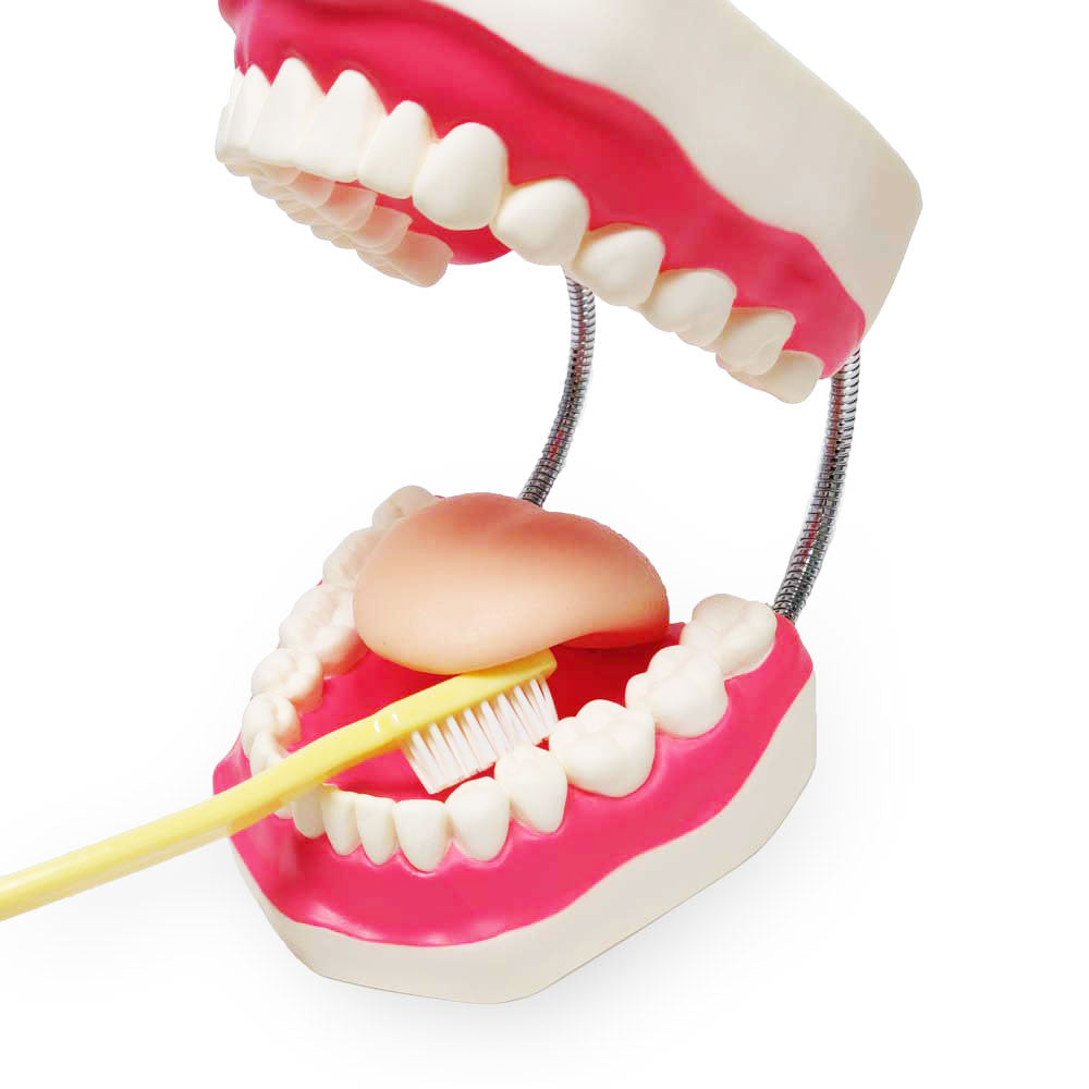 Enlarged Dental Care Model - brushing under tongue