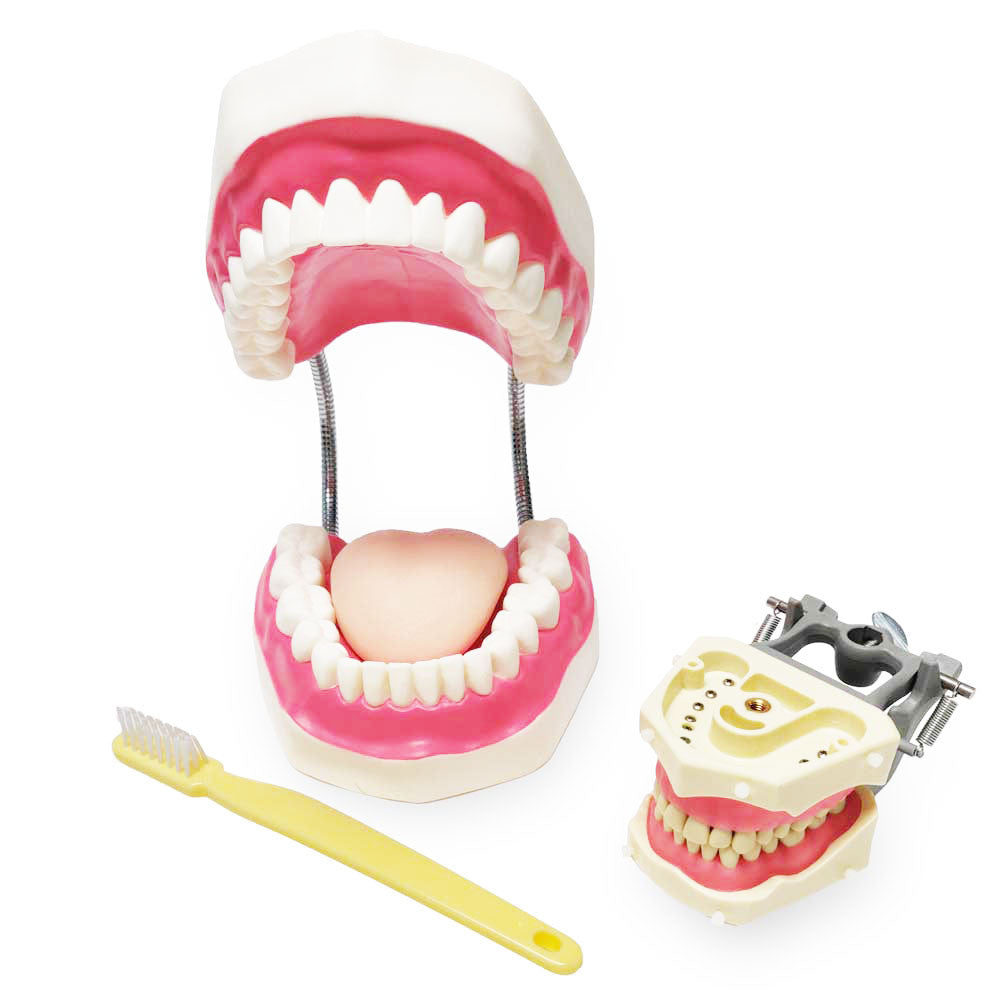Enlarged Dental Care Model - comparison to typodont
