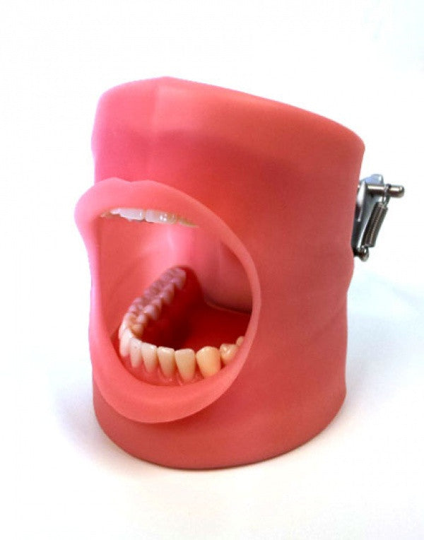NDEB Typodont and Oral Cavity Cover with Magnetic Plates