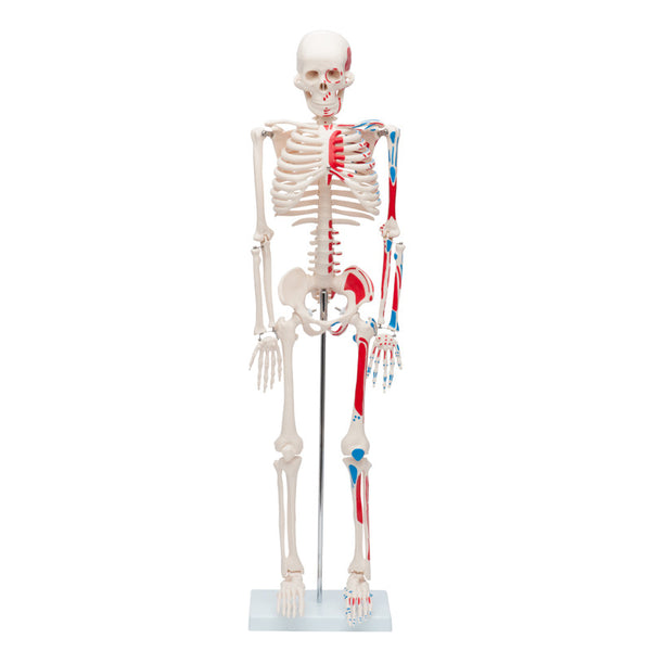 Human Skeleton Model | Skeleton Models