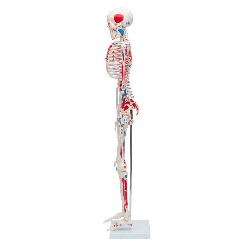Mini Skeleton with muscles painted - 33in | 85cm