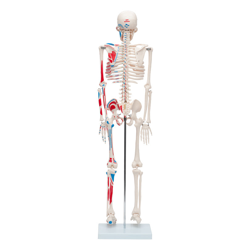Mini Skeleton with muscles painted - 33in | 85cm