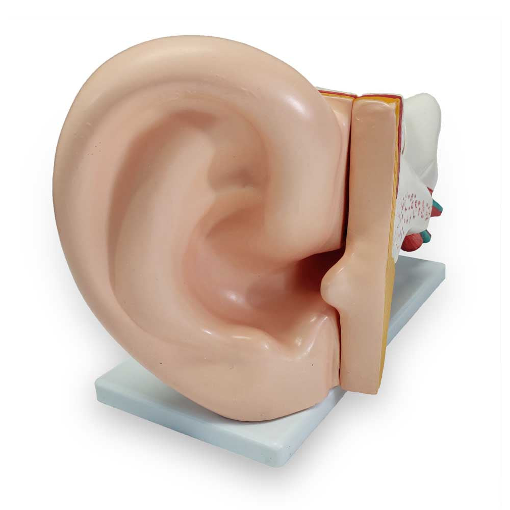 Human Ear Model, enlarged, 6 parts | Candent